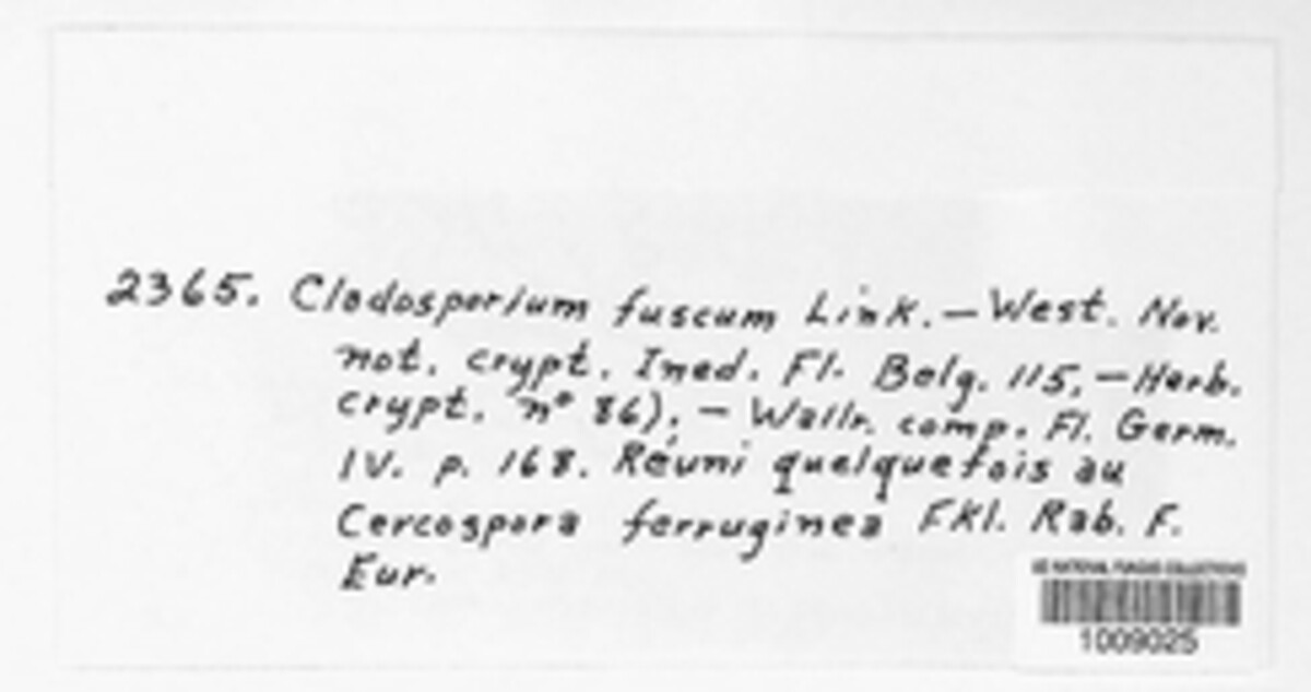 Cladosporium fuscum image
